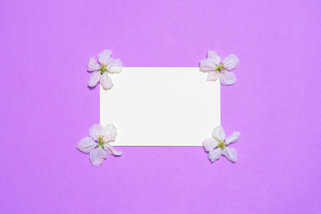 Empty white paper card with blooming apple flowers on bright lilac background. Beautiful spring composition, women's or mother's day concept. Mock up, flat lay, top view, copy space for text
