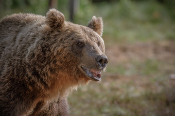 Big brown bear alpha male