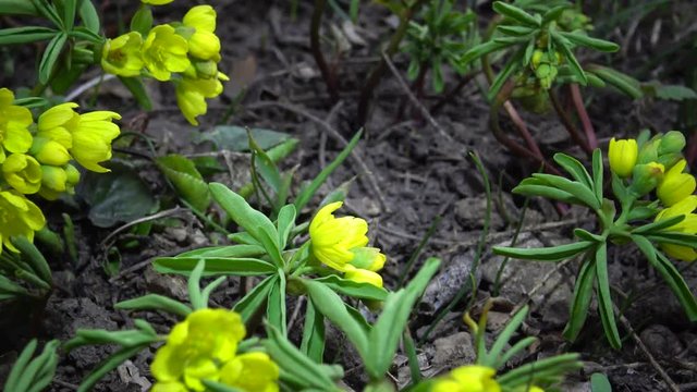 Video slider. Gymnospermium odessanum - Ephemeral flowers, yellow primroses in the wild. Rare view from the Red Book of Ukraine. Video shooting slider.
