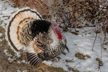 turkey large-sized poultry with a large beautiful tail farming for design