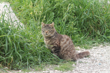 Stray tabby cat sitting in the green grass