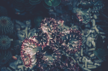 Succulent plants. vintage style