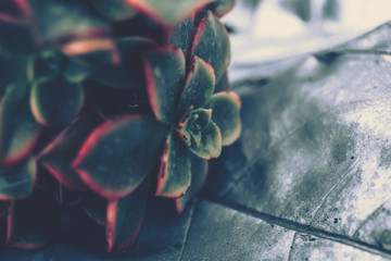 Succulent plants. vintage style