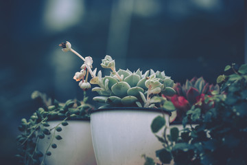 Succulent plants. vintage style