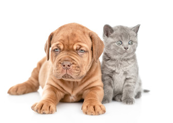 Puppy lying with funny kitten in front view looking at camera. isolated on white background