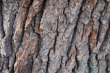 Closeup of a brown tree bark – can be used as a background