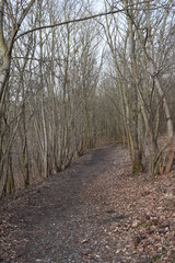 Fototapeta premium Forest landscape with many trees on the path in Germany