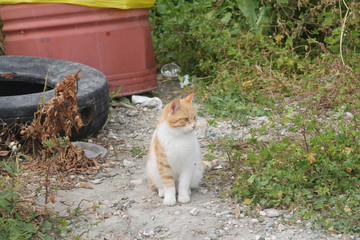 Stray kitten by a garbage stack 