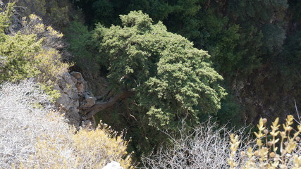 Butterfly Valley rocks with a tree on a very steep slope