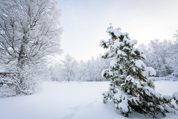 The forest has covered with heavy snow in winter season at Lapland, Finland.