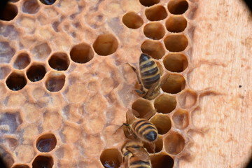 Bienen am befüllen von Waben mit Honig
