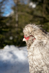 Gallina di montagna