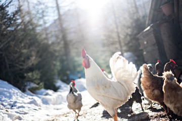 Il gallo del pollaio