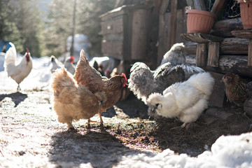Pollaio di montagna