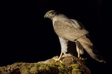 Wild goshawk in strong light