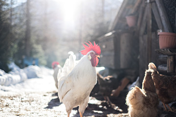 Il gallo del pollaio