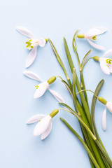 Fresh flowers snowdrops on blue background with place for text. Spring greeting card. Mother day. Flat lay.