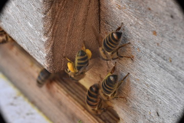 Biene am Flugloch mit Pollen