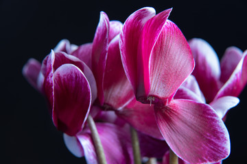 Beautiful purple cyclamen	