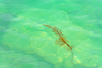 Seaweed in water