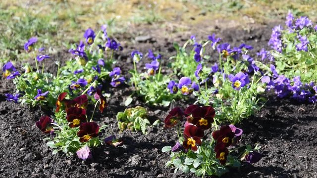 Small flowers (pansy) in the garden