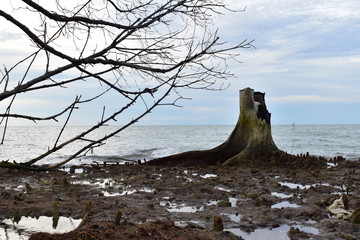 long exposure tree stump in the water near the shore