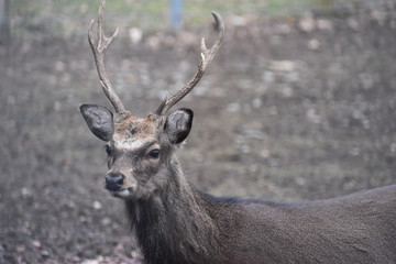 Closeup of a little stack in a forest in Germany