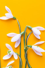 Fresh flowers snowdrops on yellow background with place for text. Spring greeting card.
