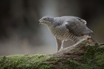 Feeding northern goshawk