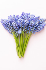 Fototapeta premium Spring blue muscari flowers. Muscari flowers on pink pastel background. Spring greeting card.