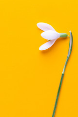 Fresh flowers snowdrops on yellow background with place for text. Spring greeting card.
