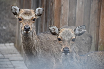 Portrait of two roe deers in a forest in Germany