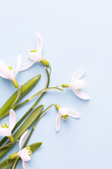 Fresh flowers snowdrops on blue background with place for text. Spring greeting card. Mother day. Flat lay.