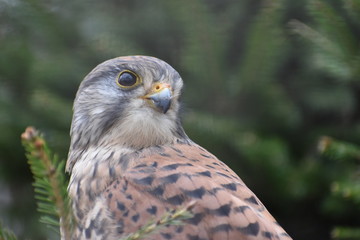 Portrait of a colorful small bird