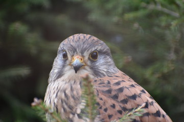 Portrait of a colorful small bird