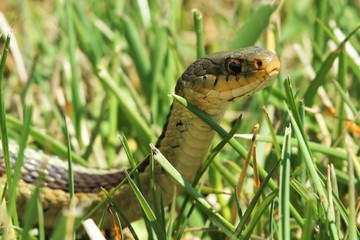 snake in the grass