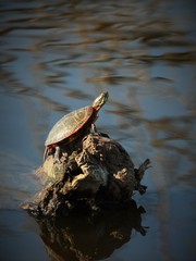 Fototapeta premium turtles in a pond