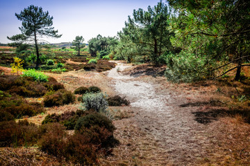 Schoorlse duinen, an area covered with forests and dunes between Schoorl and Bergen in the Netherlands.