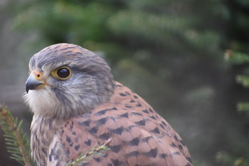 Portrait of a colorful small bird
