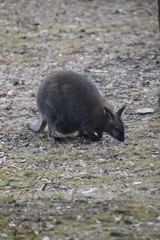 A sweet kangaroo is sitting on a green meadow in a park in Germany
