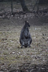 A sweet kangaroo is sitting on a green meadow in a park in Germany