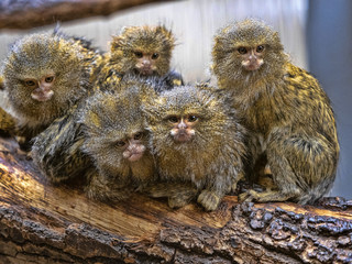 Satisfied family with cubs, Pygmy marmoset, Callithrix pygmaea niveiventris,