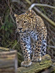 Persian Leopard male, Panthera pardus saxicolor, sitting on a branch