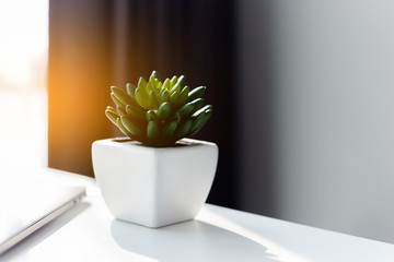 Flowerpot on the white table in a home office