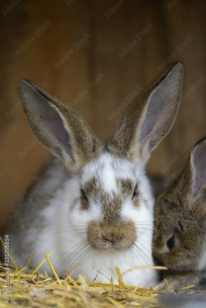 Poster rabbit in front of the rabbit barn