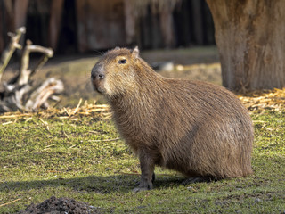 The largest rodent, Capybara, Hydrochoerus hydrochaeris