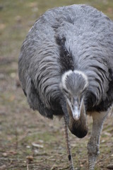 Closeup of a grey ostrich in a park in Germany