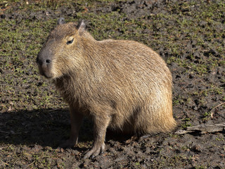 The largest rodent, Capybara, Hydrochoerus hydrochaeris