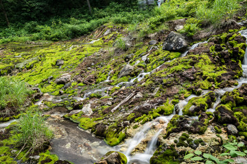 チャツボミゴケ公園の風景
