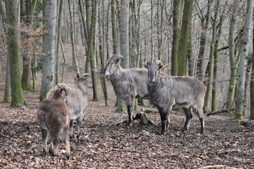 Brown billy goats in a forest in Germany